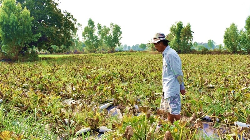 Rice farmers switching to zucchini Rice farmers switching to zucchini