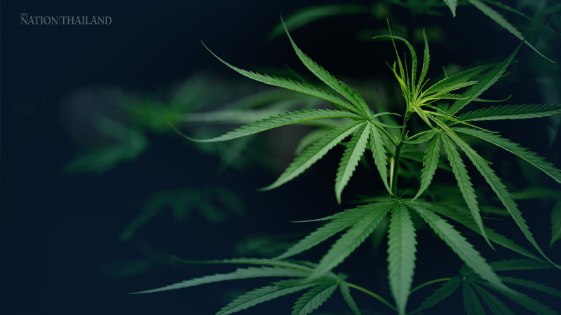 New rule allows growth of cannabis plants New rule allows growth of cannabis plants