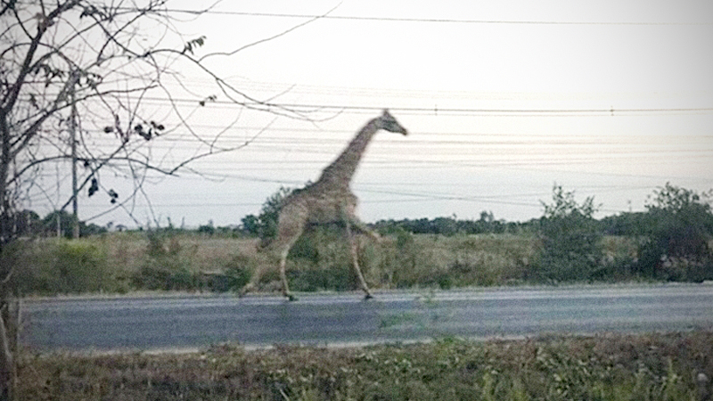 Fleeing giraffes bring traffic to a standstill on highway Fleeing giraffes bring traffic to a standstill on highway