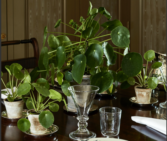 Pilea peperomioides. MUST CREDIT: Noe DeWitt/Martha Stewart Living