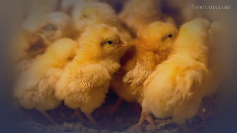 France says its poultry industry will stop shredding male chicks alive by 2022 France says its poultry industry will stop shredding male chicks alive by 2022