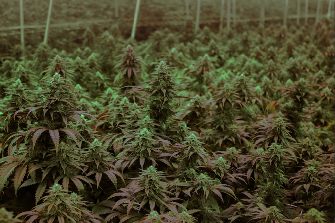 Proportion of drivers in fatal crashes who tested positive for THC doubled after marijuana's legalization, study finds Proportion of drivers in fatal crashes who tested positive for THC doubled after marijuana's legalization, study finds