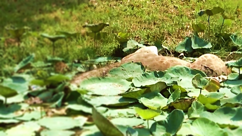 Escaped giraffe found dead in Chachoengsao pond Escaped giraffe found dead in Chachoengsao pond