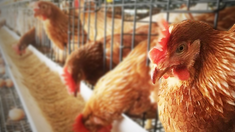 300 million chickens at 'edge of death' on Hubei lockdown 300 million chickens at 'edge of death' on Hubei lockdown