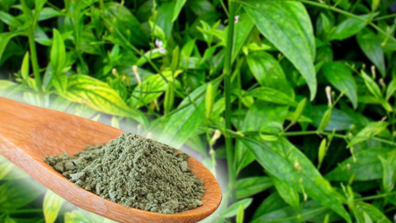 Ancient herb kariyat might ease virus symptoms, says MD Ancient herb kariyat might ease virus symptoms, says MD