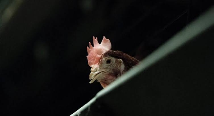China now battling outbreak of bird flu China now battling outbreak of bird flu