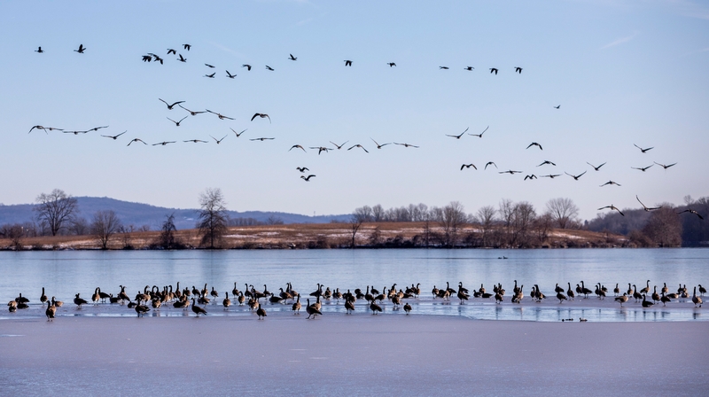 Hunting is declining, creating a crisis for conservation Hunting is declining, creating a crisis for conservation