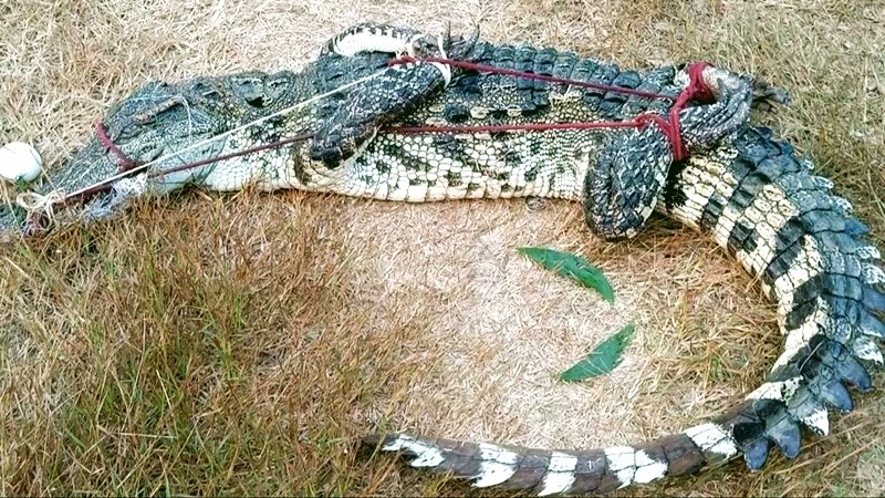 Prachin Buri villagers snag 2-metre croc Prachin Buri villagers snag 2-metre croc