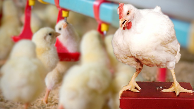 Livestock Department has hawk’s eye on H5N1 virus Livestock Department has hawk’s eye on H5N1 virus