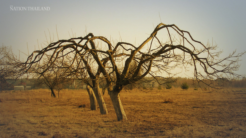 Drought disasters in 20 provinces, 116 districts Drought disasters in 20 provinces, 116 districts