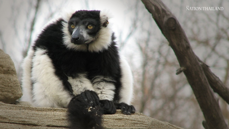 See rare ruffed lemurs at Songkhla Zoo See rare ruffed lemurs at Songkhla Zoo