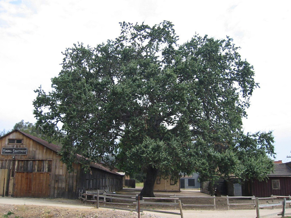 The Witness Tree at Paramount Ranch's Western Town when it was healthy, in an undated photo. MUST CREDIT: National Park Service