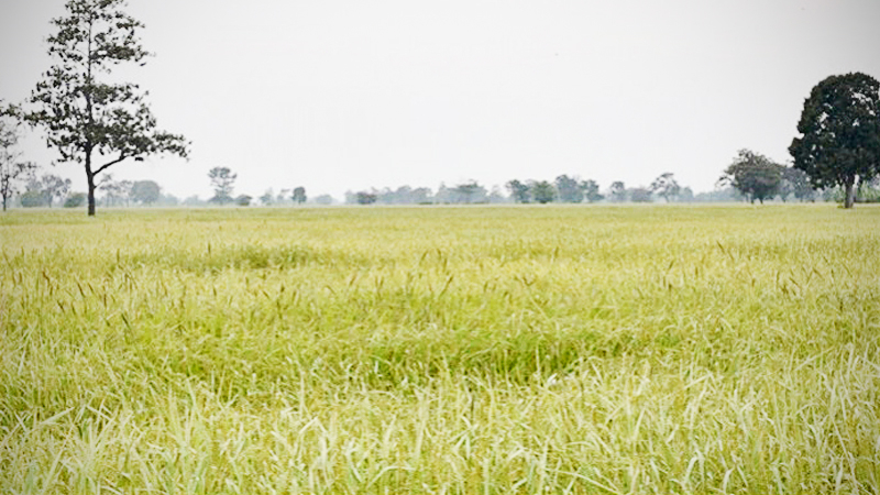 As Thai rice falls in global pecking order, ministry mulls ways for turnaround As Thai rice falls in global pecking order, ministry mulls ways for turnaround