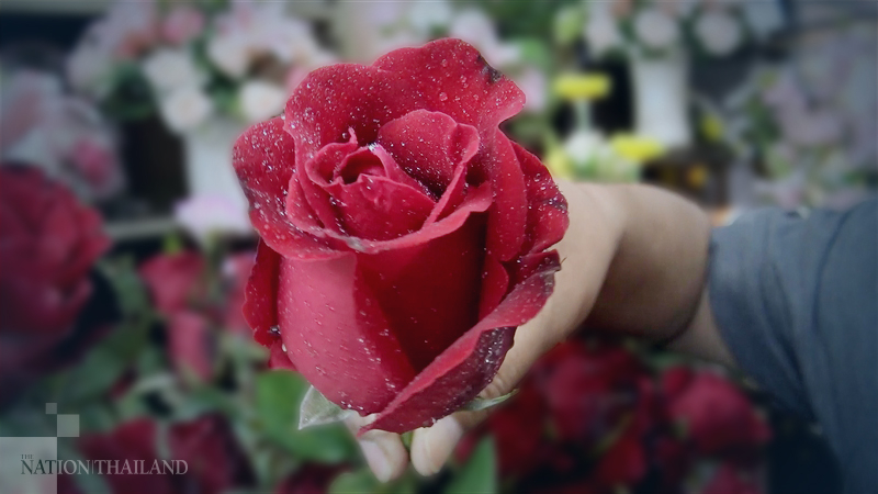 Where’s the love? Rose suppliers suffering on Valentine’s Day Where’s the love? Rose suppliers suffering on Valentine’s Day