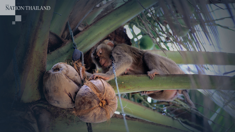 Coconut milk exports off, blame the monkeys Coconut milk exports off, blame the monkeys