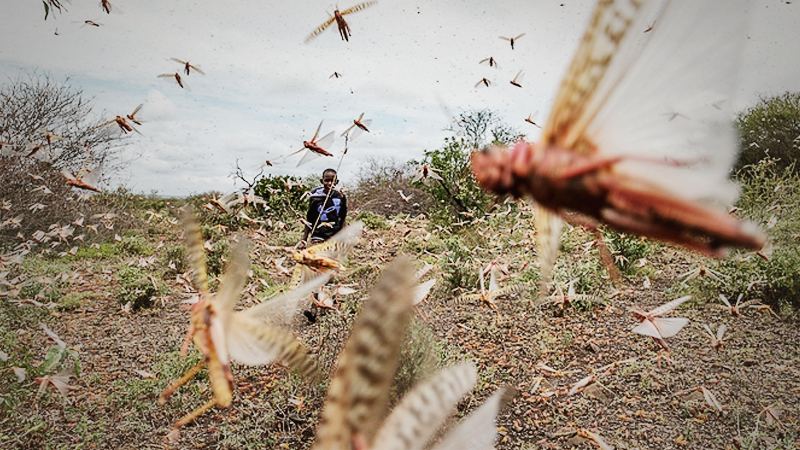 Hundreds of billions of locusts - fueled by conflict and climate change - are swarming East Africa Hundreds of billions of locusts - fueled by conflict and climate change - are swarming East Africa