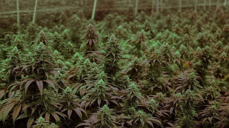 Canopy jumps 25% after beating expectations across the board Canopy jumps 25% after beating expectations across the board