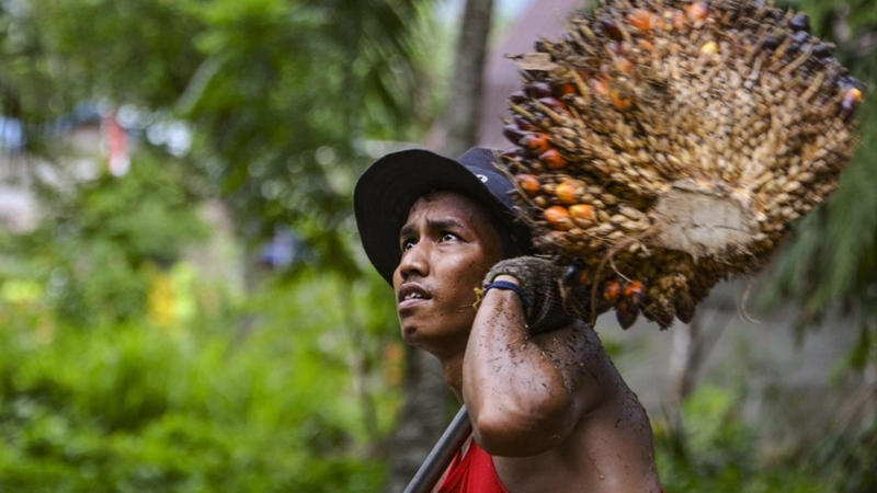 Vegetable oil market in state of flux after India-Malaysia estrangement hits palm oil Vegetable oil market in state of flux after India-Malaysia estrangement hits palm oil