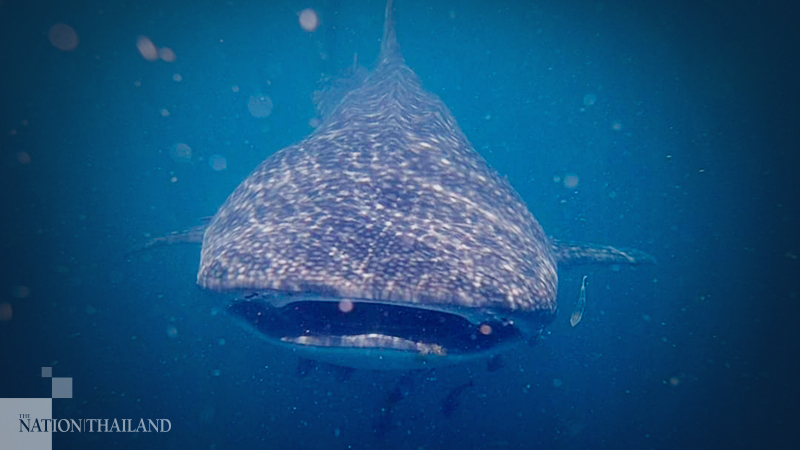 Ecstatic divers encounter rare, ‘friendly’ whale shark Ecstatic divers encounter rare, ‘friendly’ whale shark