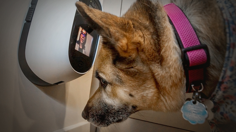 New technology allows pet owners to spy on every sniff and shredded slipper New technology allows pet owners to spy on every sniff and shredded slipper