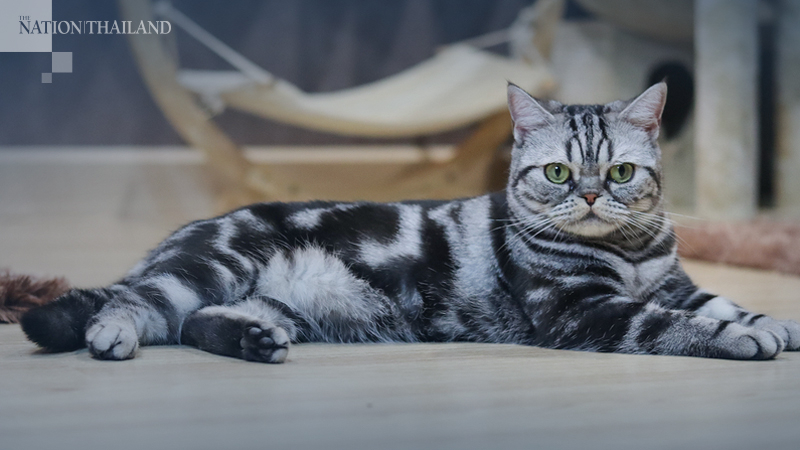 Weekend of cuteness descends on Bangkok with Royal Canin Cat Show Weekend of cuteness descends on Bangkok with Royal Canin Cat Show