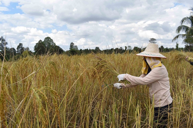 Vietnam imports may drag down Thai rice to Bt5,000 per tonne Vietnam imports may drag down Thai rice to Bt5,000 per tonne