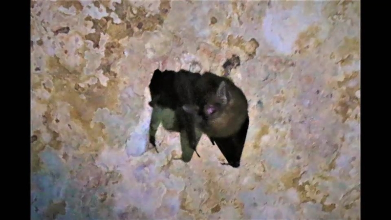 World’s smallest bat might be living with Buddha’s footprint World’s smallest bat might be living with Buddha’s footprint