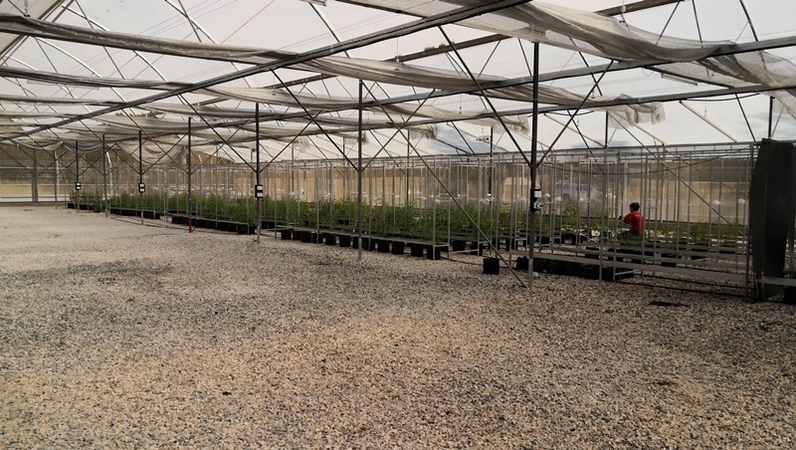 Khon Kaen U set to begin medical cannabis research soon Khon Kaen U set to begin medical cannabis research soon