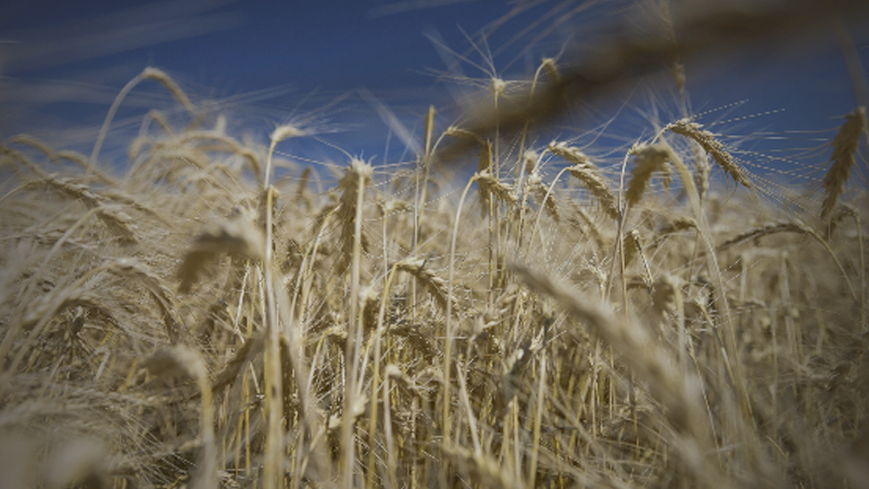 In all-caps tweet, Trump vows new farm bailouts as China purchases appear weaker than promised In all-caps tweet, Trump vows new farm bailouts as China purchases appear weaker than promised