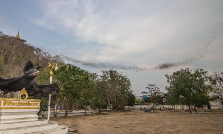 A bat cave run by Thai monks shows it's hard to banish virus risk A bat cave run by Thai monks shows it's hard to banish virus risk
