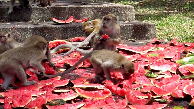 No monkeying around: Songkhla primates suffer from food shortage No monkeying around: Songkhla primates suffer from food shortage