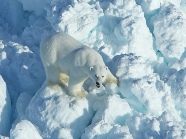 Oil companies can't accurately locate polar bear dens in the Arctic, study finds. That could be grave for mothers, cubs. Oil companies can't accurately locate polar bear dens in the Arctic, study finds. That could be grave for mothers, cubs.