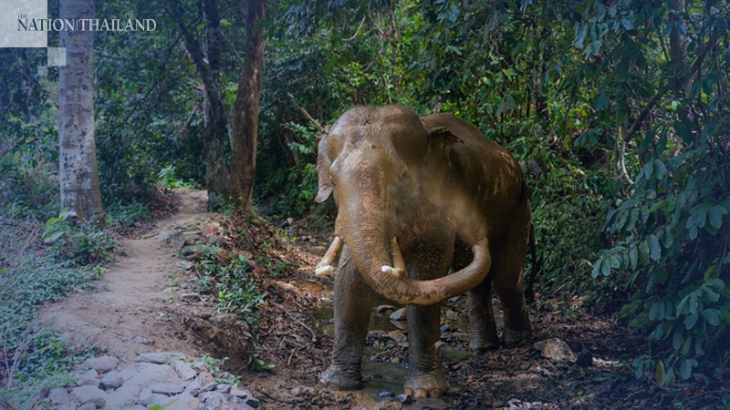 At peace with the gentle giants of Koh Lanta At peace with the gentle giants of Koh Lanta