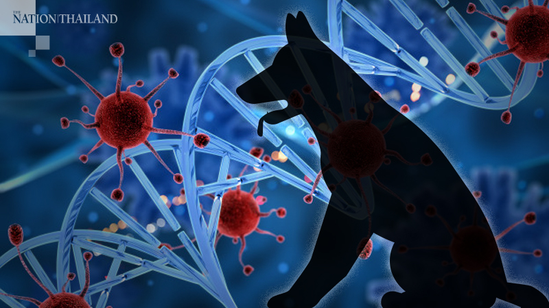 Hong Kong reports pet dog with low-level infection Hong Kong reports pet dog with low-level infection