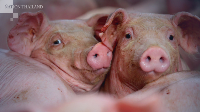 Pig rearers may see slow growth Pig rearers may see slow growth