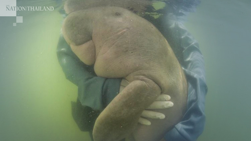 Photo of dugong Marium bags international excellence award Photo of dugong Marium bags international excellence award