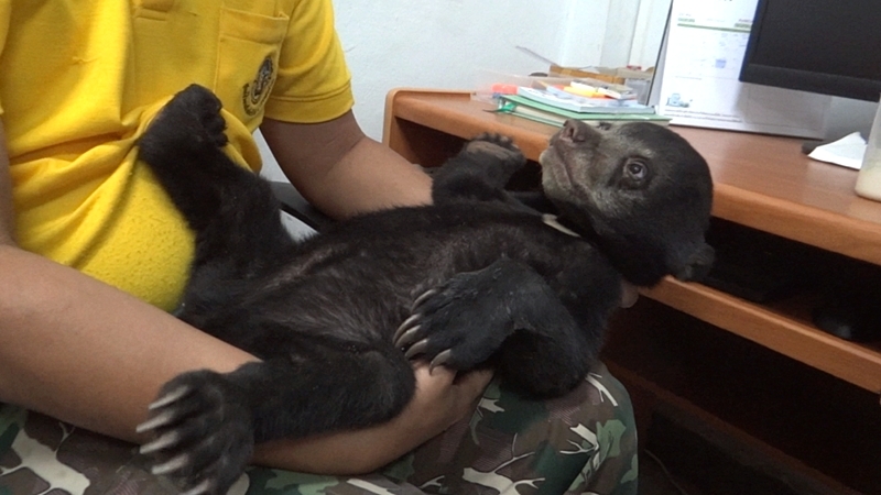 Baby honey bear rescued from forest flames in Ratchaburi Baby honey bear rescued from forest flames in Ratchaburi