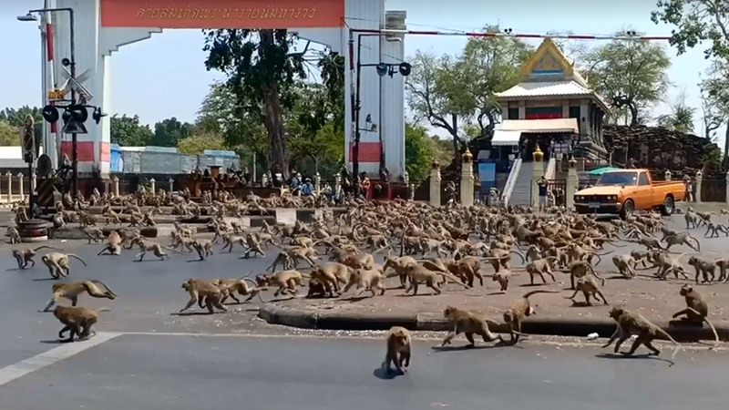Monkeys battle for drinking yogurts Monkeys battle for drinking yogurts