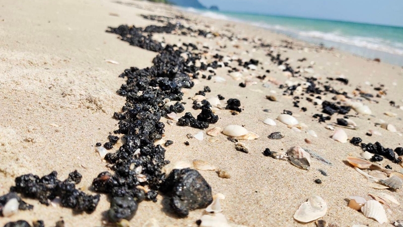 Oil stains, dead humpback dolphin found on Nakhon Si Thammarat beaches Oil stains, dead humpback dolphin found on Nakhon Si Thammarat beaches