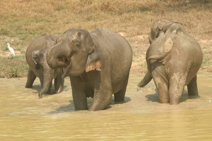 'Thai Elephant Day' to help preserve the national symbol 'Thai Elephant Day' to help preserve the national symbol
