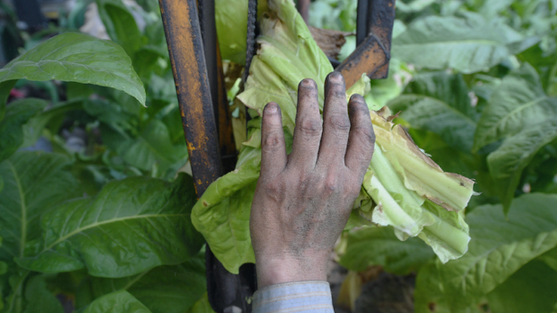 In tobacco country, Trump's tariffs hit hard for growers and communities In tobacco country, Trump's tariffs hit hard for growers and communities