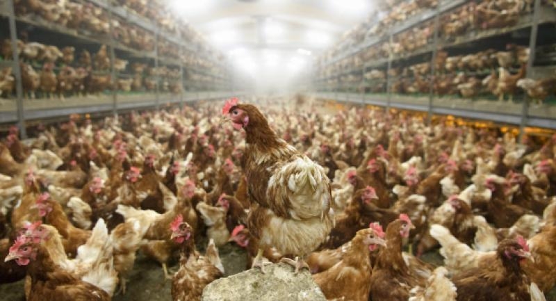 Chinese market offers scope for more chicken exports Chinese market offers scope for more chicken exports