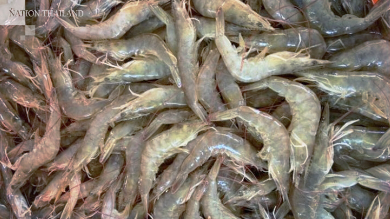 Shrimp exports suffer, fruit regains accessway to China Shrimp exports suffer, fruit regains accessway to China