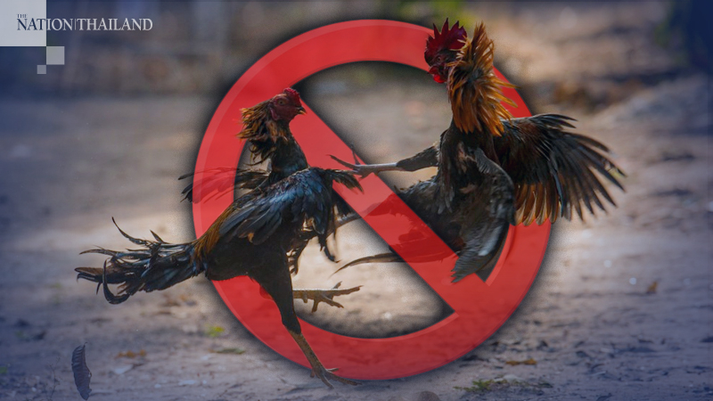 Last squawk for cockfights for now Last squawk for cockfights for now
