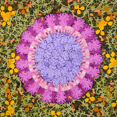 In David Goodsell's painting, the virus is seen in cross section. MUST CREDIT: David S. Goodsell/RCSB Protein Data Bank/ doi: 10.2210/rcsb_pdb/goodsell-gallery-019