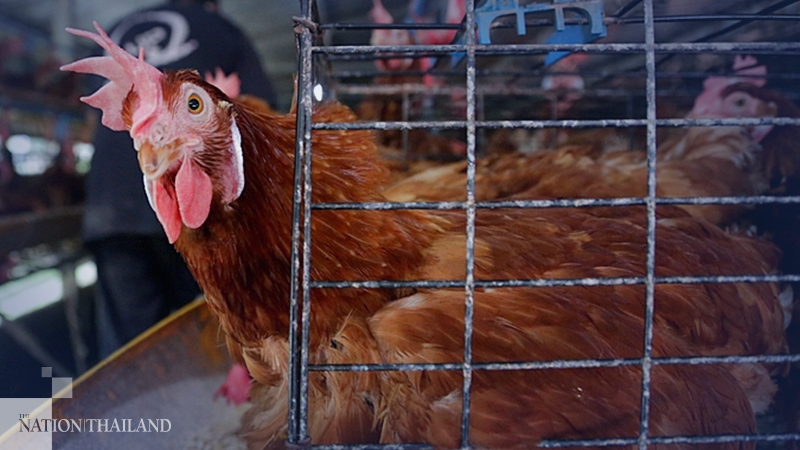 Thailand runs short of eggs Thailand runs short of eggs