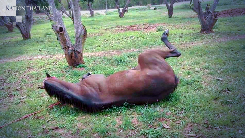 Horses die from African horse disease Horses die from African horse disease