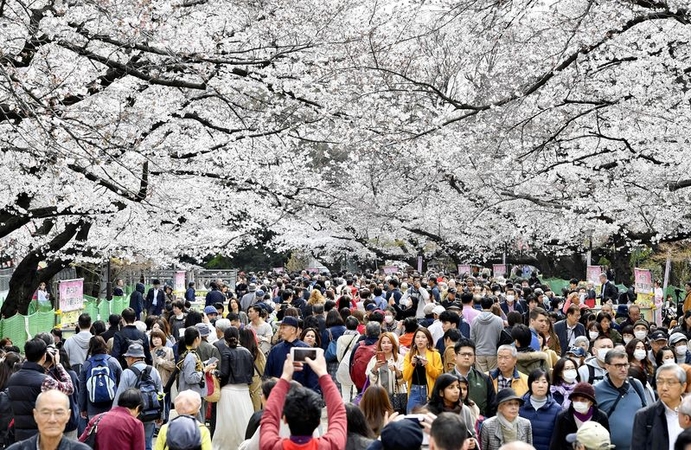 Tokyo urges restraint over viewing cherry blossoms Tokyo urges restraint over viewing cherry blossoms