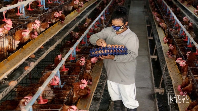 Egg production in Phitsanulok adequate for market needs Egg production in Phitsanulok adequate for market needs