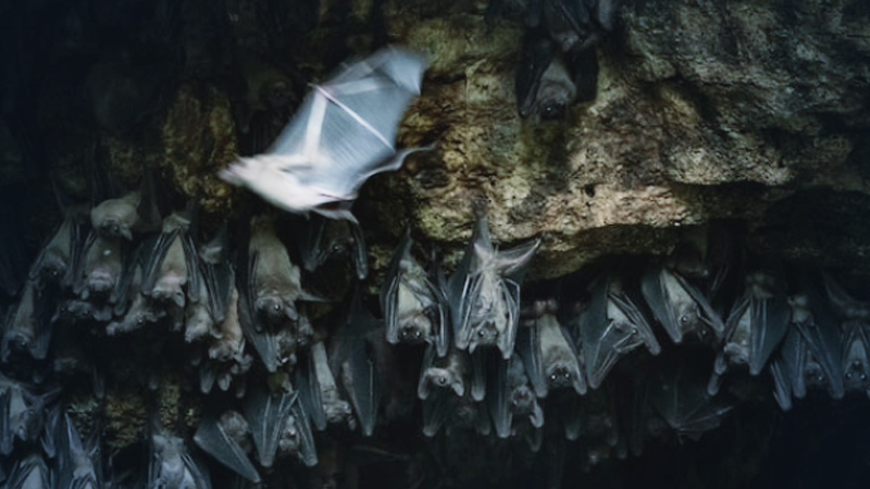 Next pandemic is already coming unless humans change how we interact with wildlife, scientists say Next pandemic is already coming unless humans change how we interact with wildlife, scientists say